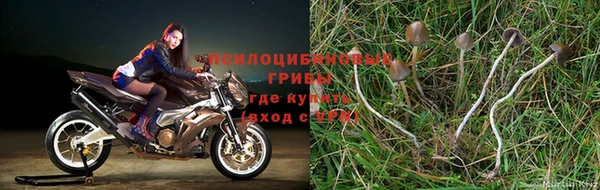 стаф Пересвет